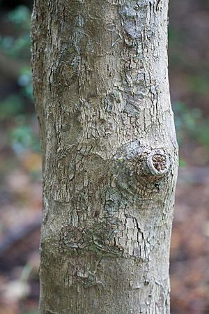 Drypetes deplanchei affinis trunk