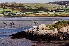 Dunfanaghy - Horses in Sheephaven Bay - geograph.org.uk - 1326807