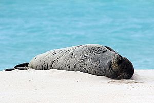 Endangered Hawaiian monk seal sunning on the beach (6741931081)