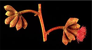 Eucalyptus lansdowneana buds