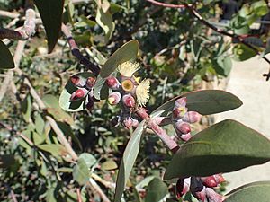 Eucalyptus mooreana buds