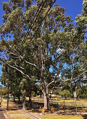 Eucalyptus propinqua - specimen tree