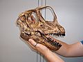 Europasaurus skull