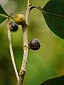 Ficus microcarpa P1130327 08