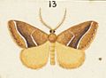 Fig 13 MA I437613 TePapa Plate-XIV-The-butterflies full (cropped)
