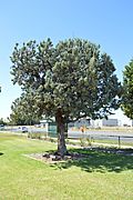 Finley Memorial Park Lone Pine