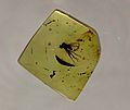 Fossil insect Diptera, Brachycera in Baltic amber. Age 50 Mill. years (the Lower Eocene)