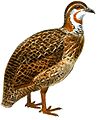 FrancolinusCrawshayiKeulemans white background