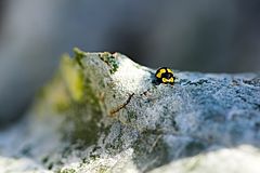 Fungus-eating ladybird (Illeis galbula)