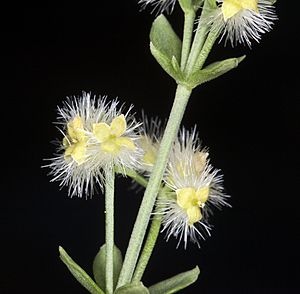 Galium serpenticum (Intermountain bedstraw) (6009702828).jpg