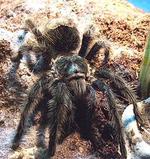 Gammostola grossa cropped.jpg