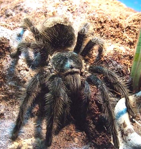 Gammostola grossa cropped