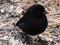 Geospiza fuliginosa -South Plaza Island, Galapagos Islands-8