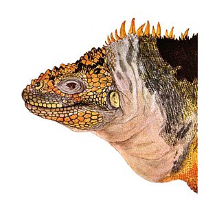 Giant Land Iguana, Conolophus subcristatus, illustration