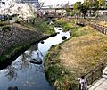 Gifu Sakura