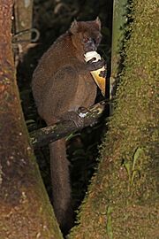 Greater bamboo lemur (Prolemur simus) male eating 2