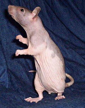 Hairless rat Lhassa