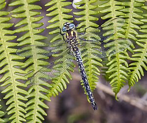 Hairy dragonfly (Brachytron pratense) male Burren.jpg