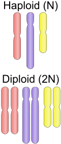 Haploid vs diploid