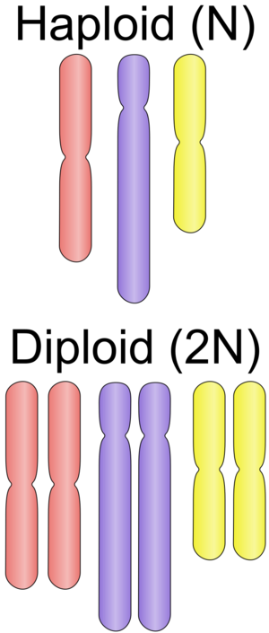 Haploid vs diploid