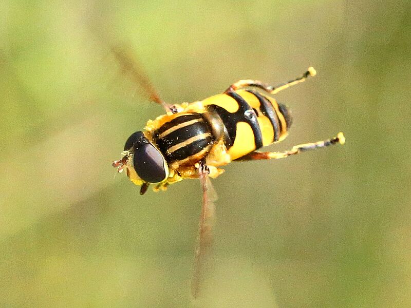 Helophilus fasciatus-female hovering