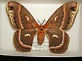 Hyalophora cecropia adult female sjh