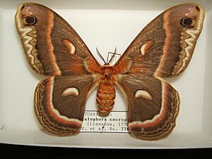 Hyalophora cecropia adult female sjh.JPG