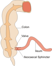 Ileocaecal sphincter