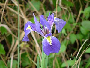 Iris hexagona (12910832374).jpg