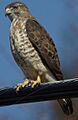 Julie Waters broad winged hawk