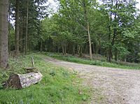 Junction of paths in Witham Park - geograph.org.uk - 428792.jpg
