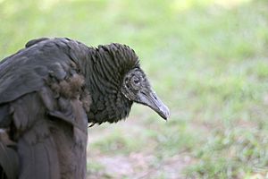 Juvenile Black Vulture