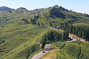 Kanyam, Ilam - best location in Ilam for Nature Lovers (By Saroj Pandey)