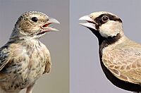 Left - Female♀ Right - Male♂ Ashy-crowned Sparrow-Lark (Eremopterix griseus) Photograph by Shantanu Kuveskar