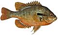 Lepomis auritus (white background)