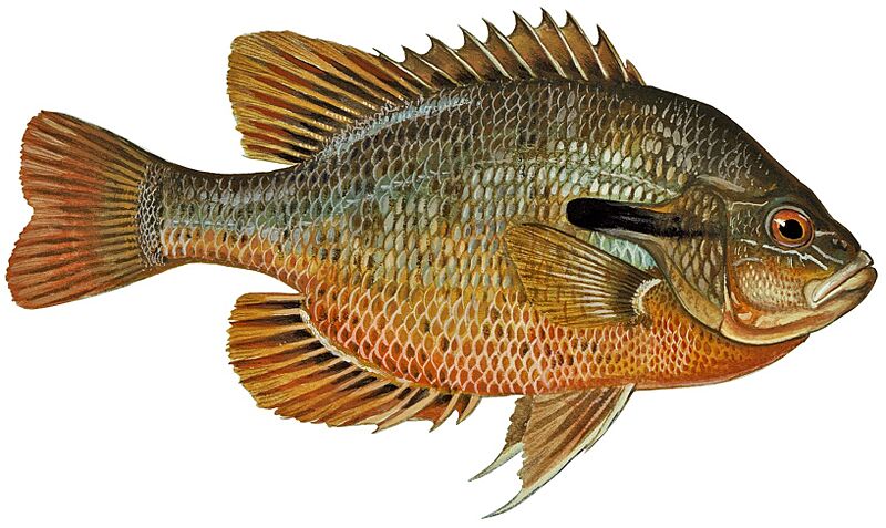 Lepomis auritus (white background)