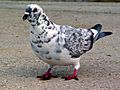 Leucistic Rock Pigeon