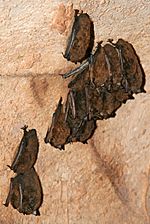 Little brown bats - Endless Caverns
