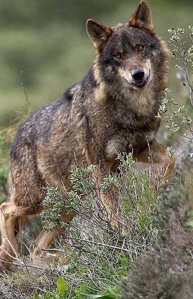 Lobo ibérico