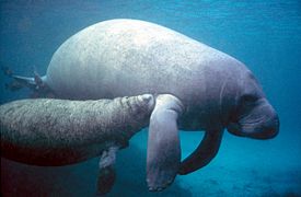 Manatee with calf.PD - colour corrected