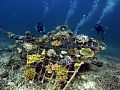 Manta ray Biorock reef