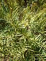 Melaleuca linariifolia 2c