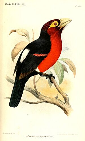 MelanobuccoAequatorialis