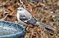 Mimus polyglottos -Krendle Woods, Cary, North Carolina, USA-8