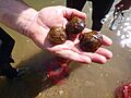 Mussels in Hand (9711561856)