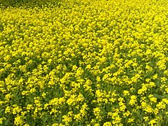 Mustard plant bangladesh