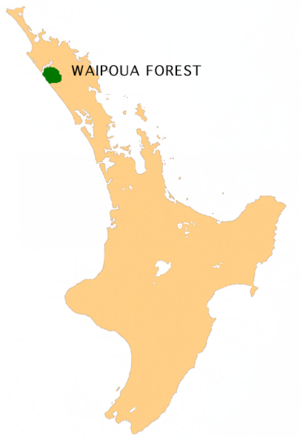 NZ-Waipoua F
