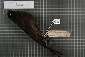 Naturalis Biodiversity Center - RMNH.AVES.130681 1 - Pitohui nigrescens nigrescens (Schlegel, 1871) - Pachycephalidae - bird skin specimen.jpeg