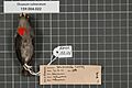 Naturalis Biodiversity Center - RMNH.AVES.132126 2 - Dicaeum vulneratum Wallace, 1863 - Dicaeidae - bird skin specimen