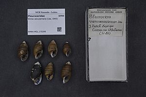 Naturalis Biodiversity Center - RMNH.MOL.175299 - Elimia vanuxemiana (Lea, 1843) - Pleuroceridae - Mollusc shell